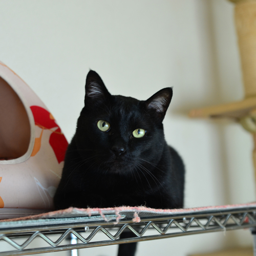 Beppu Onsen Aratama Ryokan