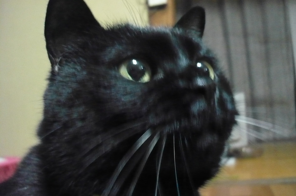 Ryokukei no Yuyado Tokusa