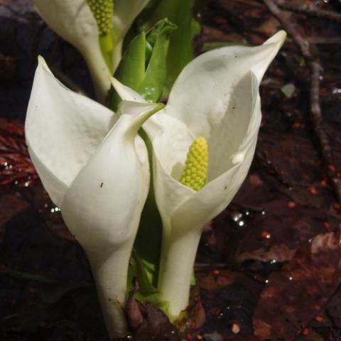 Petti Hotel Cotton Snow